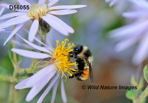 Tricolored Bumble Bee (Bombus ternaries)